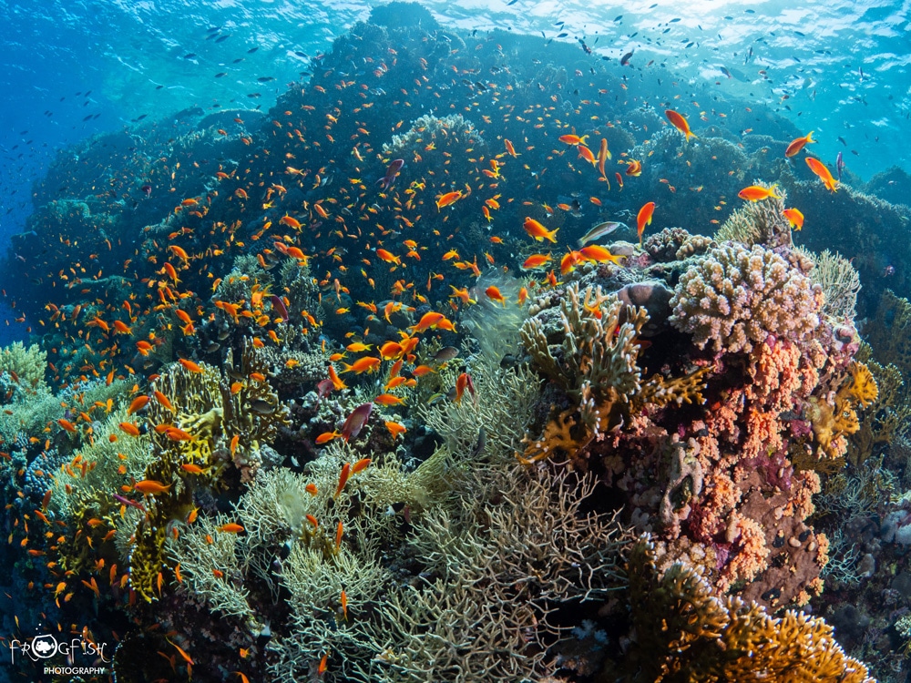 Top Five Snorkeling Sites in Sharm el Sheikh - Red Sea Dive Adventures